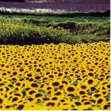 Tournesols